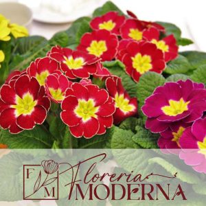 PLANTAS ORNAMENTALES